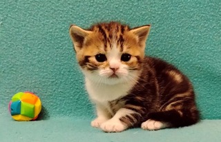 goog-tale-pitomnik-shotlandskih-koshek-prodaga-kotenka