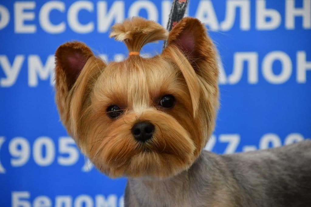 https://zoonika.com/wp-content/uploads/2026/02/grooming-salon-artemonoff-strizhka.jpg