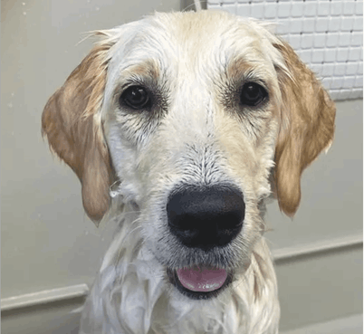 grooming-salon-izzigroom-adres