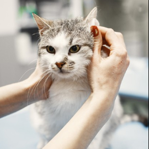 grooming-salon-lapagroom-adres