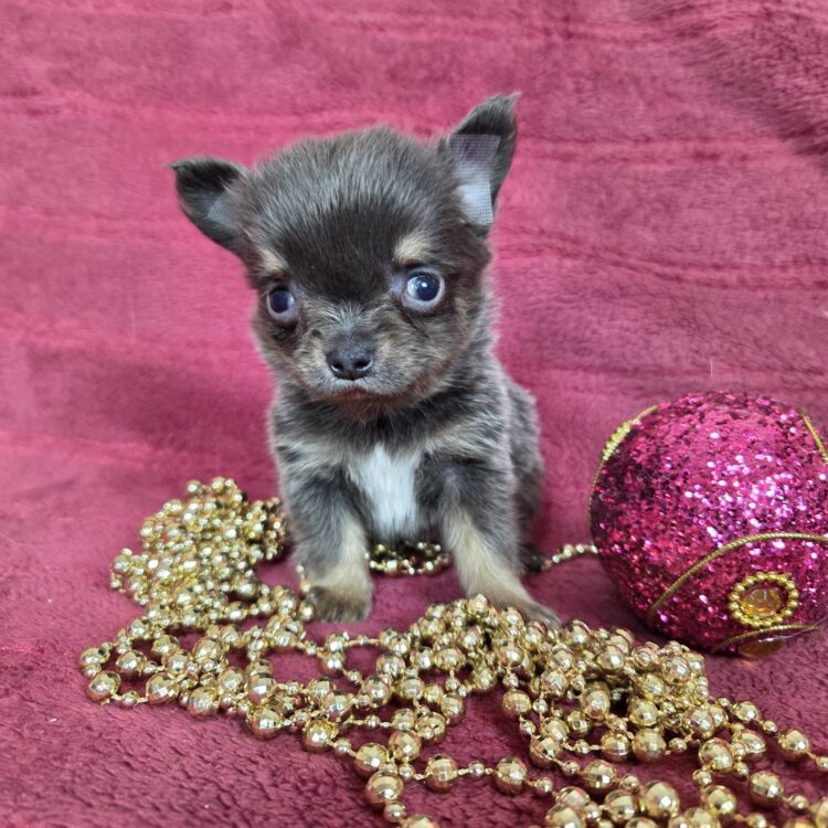 igels-pitomnik-chihuahua-prodaga-shhenka-2