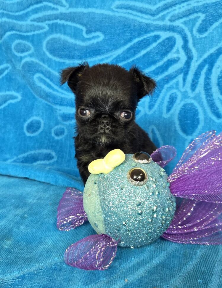 igels-pitomnik0pti-barbansonov-rodaga-shhenka-1