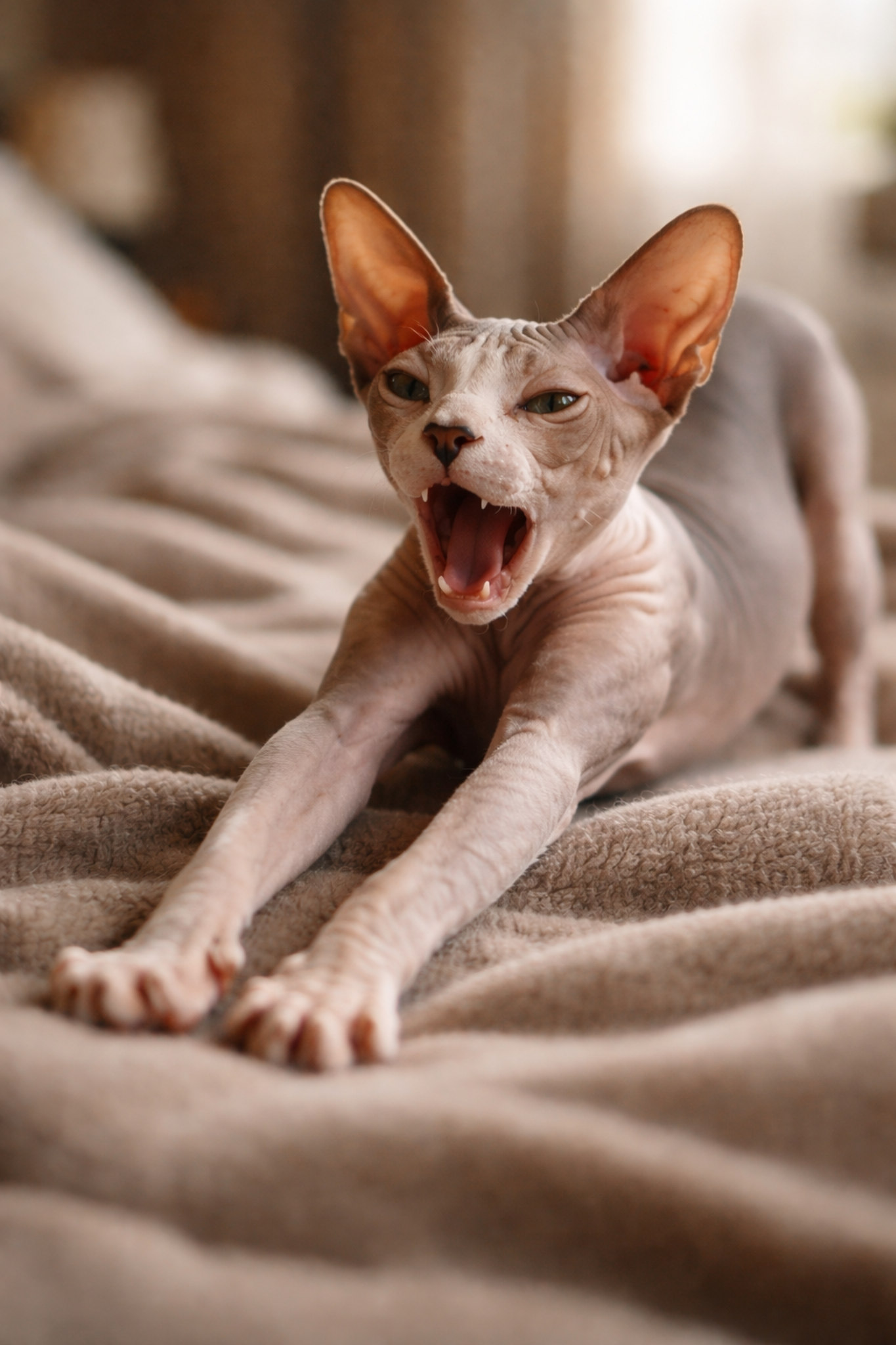 kanadskiy-sfinks-golaya-koshka-foto-opisanie