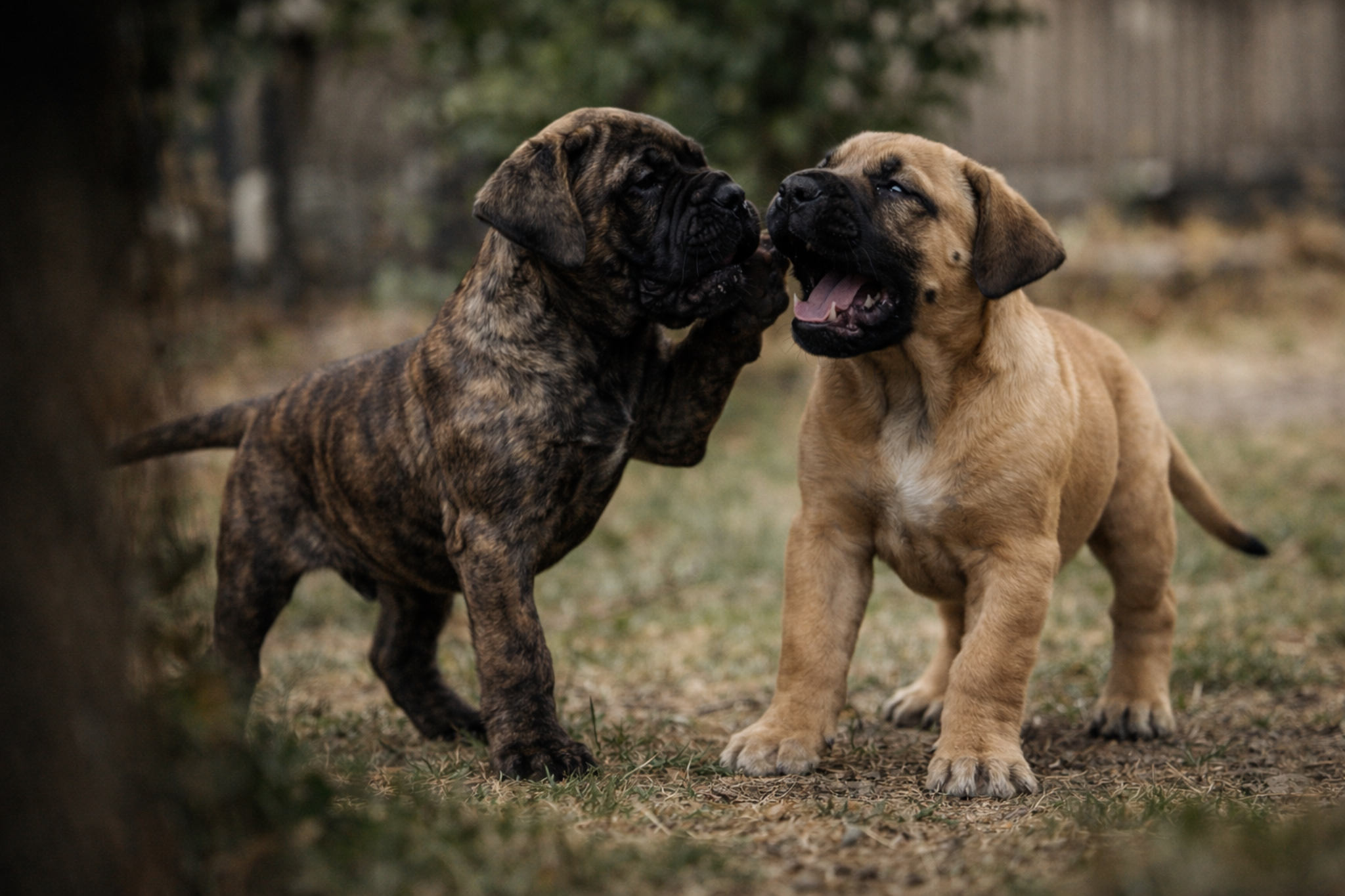 kanarskiy-dog-okras-tigrovyy-palevyy-sravnenie-foto