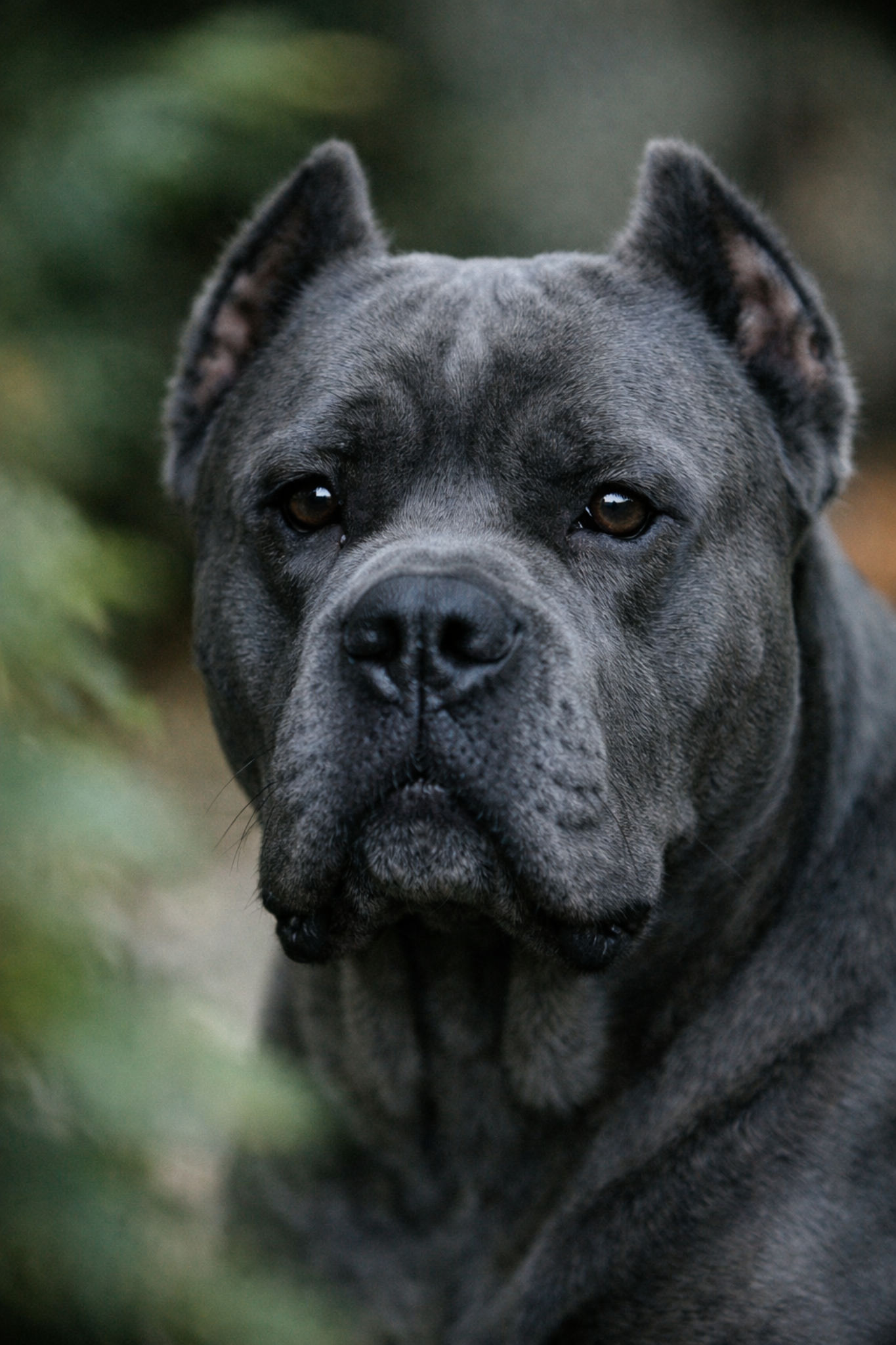 kane-korso-foto-golova-morda-standart-porody-okras