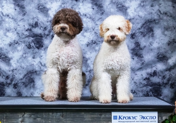 kennel-art-fantasy-Lagotto-Romagnolo-buy-puppie