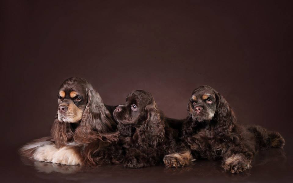 kennel-bellevuechik-American-Cocker-Spaniel-buy
