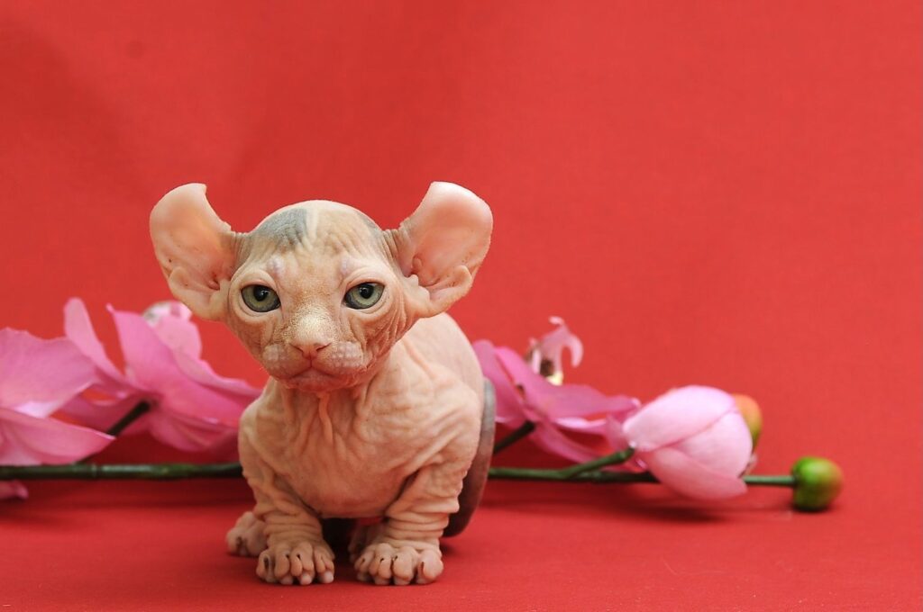 kennel-black-opal-elf-kupit-kotenka