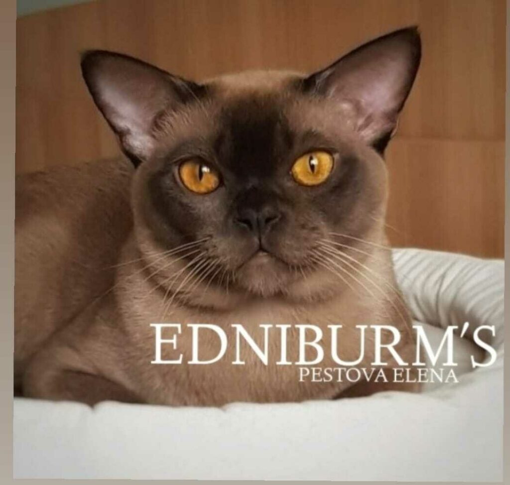 kennel-edniburms-burmanskaja-koshka-prodazha-kotenka