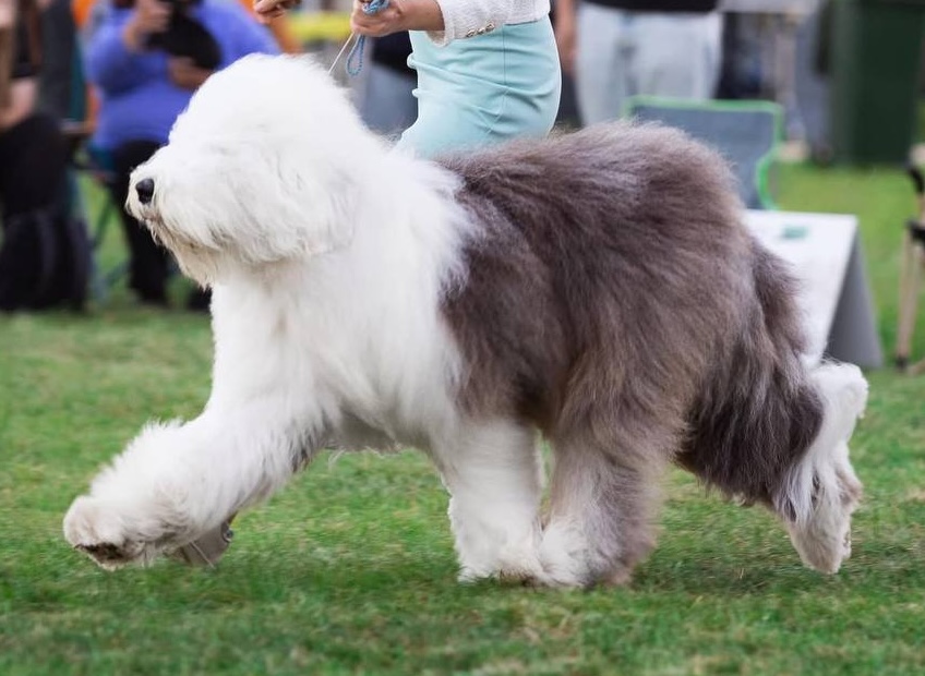 kennel-furry-miracle-bobtail-buy-puppy