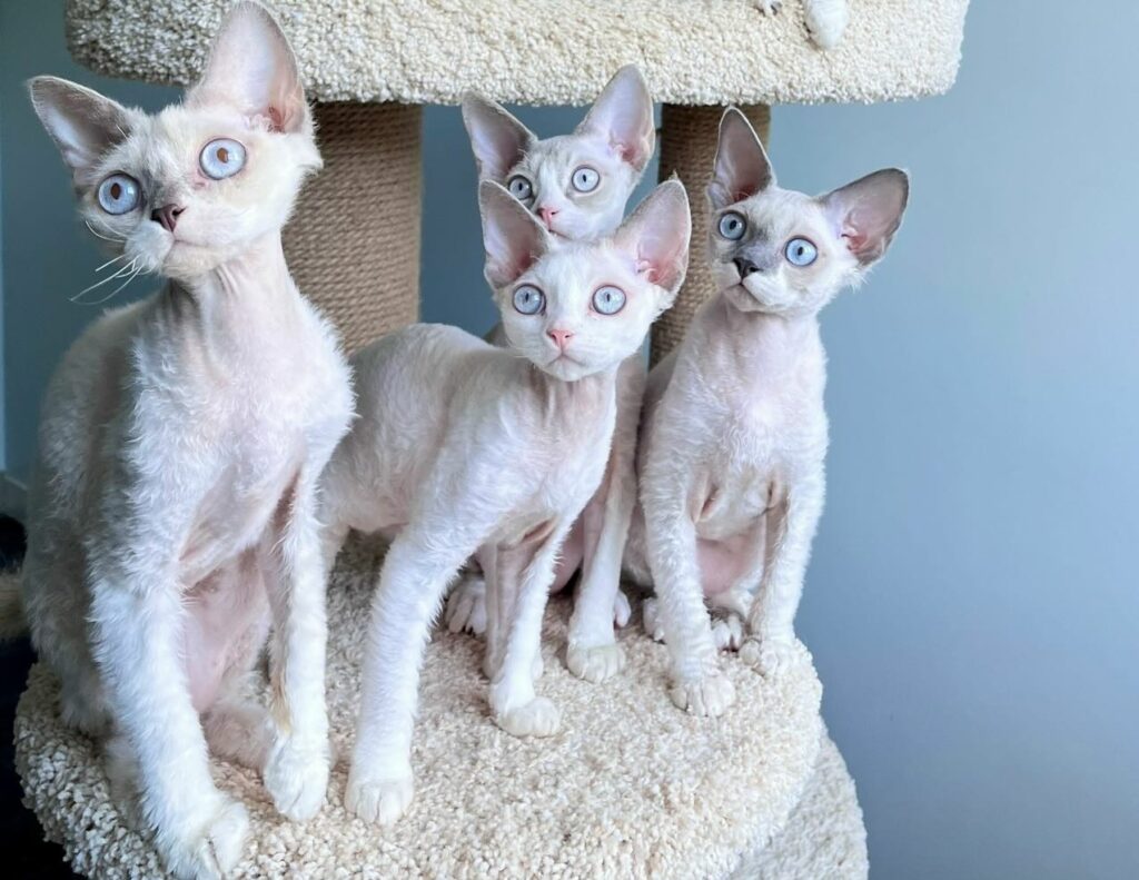 kennel-mahaonland-devon-rex-buy-kitten