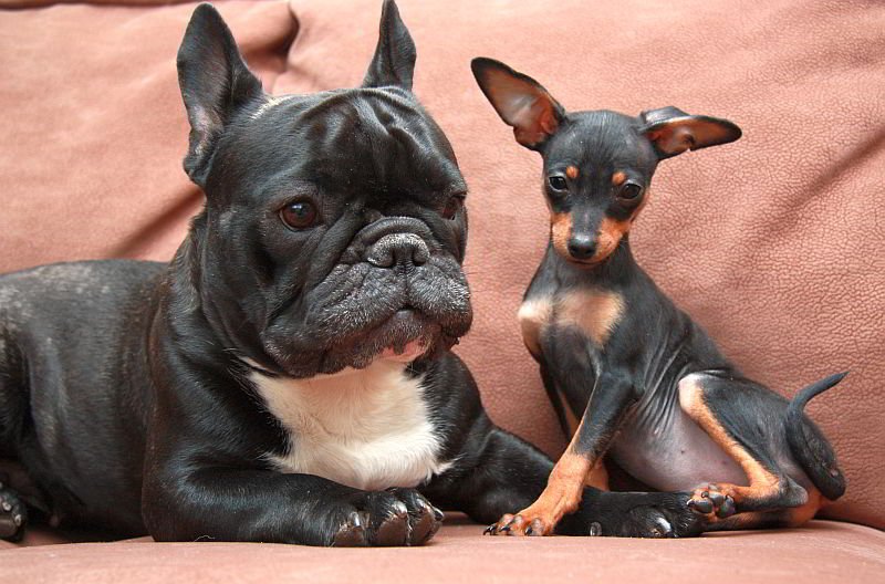 kennel-serebrjanaja-zvezda-french-bulldog-buy-puppy