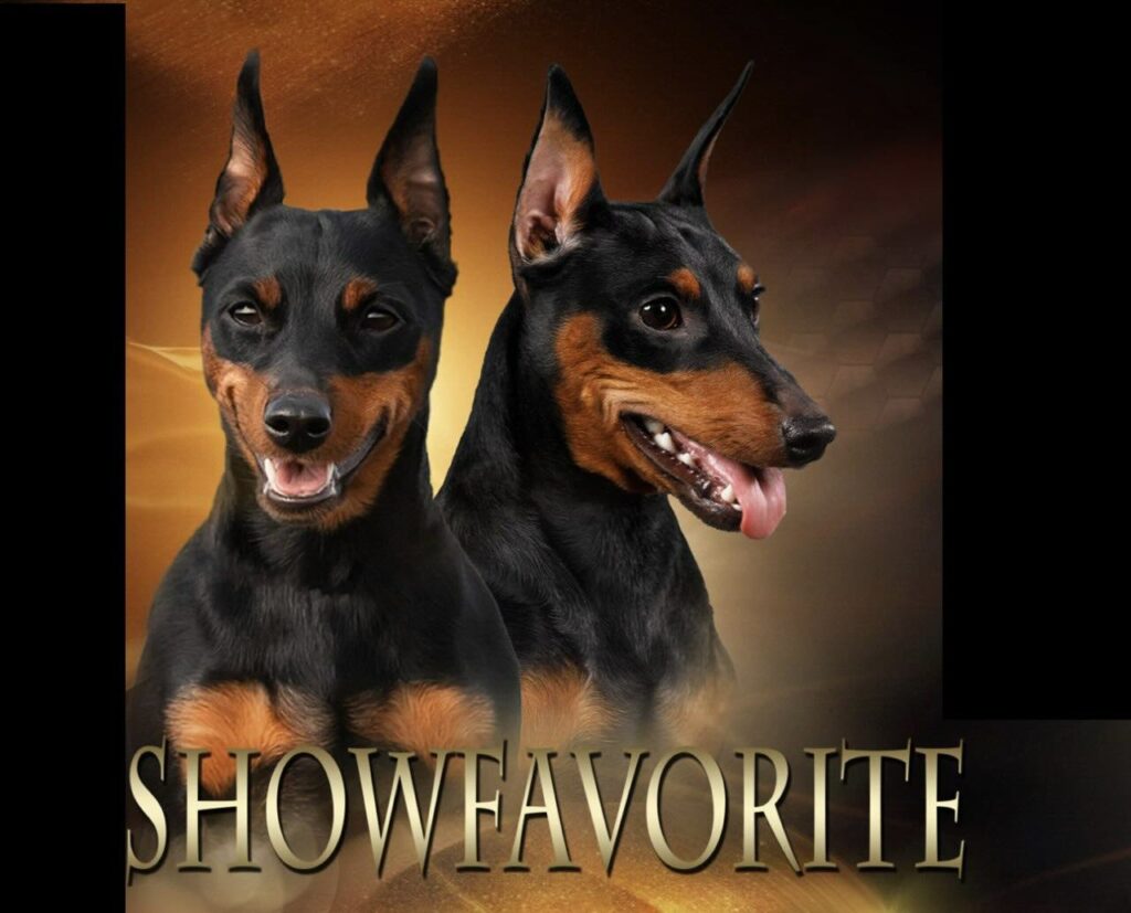 kennel-showfavorite-Zwergpinscher-buy-dog-breed