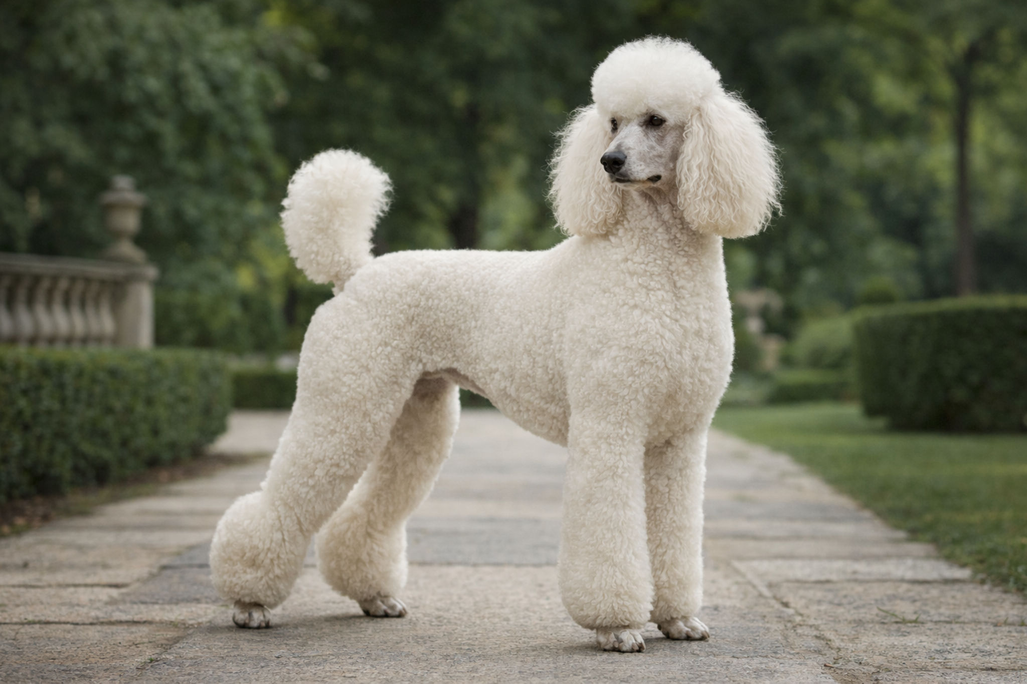 korolevskiy-standartnyy-bolshoy-pudel-foto-porody