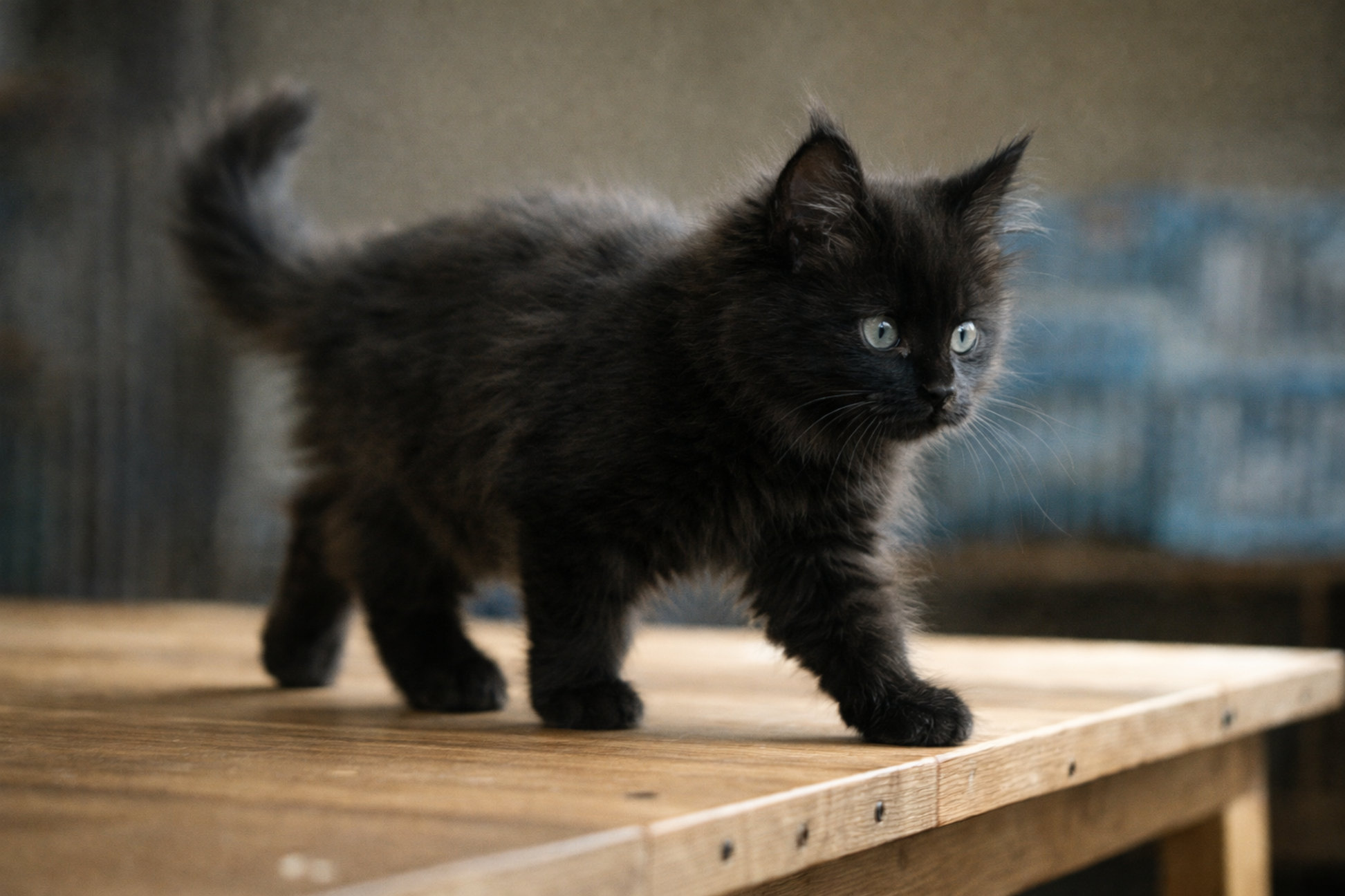 kotenok-chernogo-cveta-porody-chernyh-koshek-foto-1