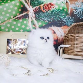 kotenok-mon-ami-pitomnik-persidskih-koshek-prodaga-kotjat