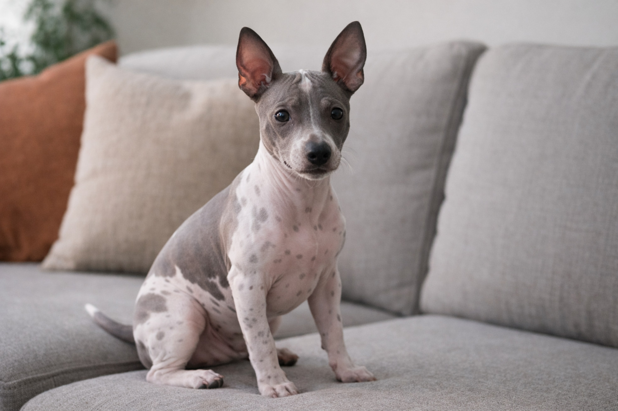 kupit-porody-golyh-sobak-cena-kso-peruanskaya-amerikanskaya