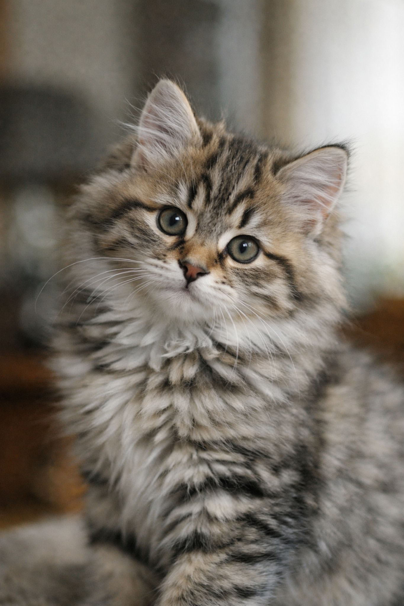 kupit-sibirskogo-kotenka-sibirskaya-poroda-koshek-kotenok-foto