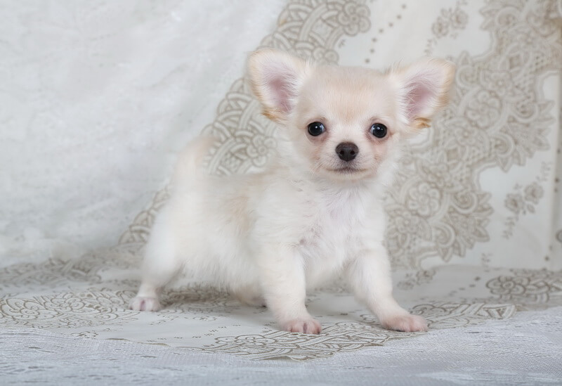 l-alegria-viktory-pitomnik-chihuahua-kupit-shhenka