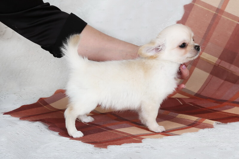 l-alegria-viktory-pitomnik-chihuahua-prodaga-sobaki