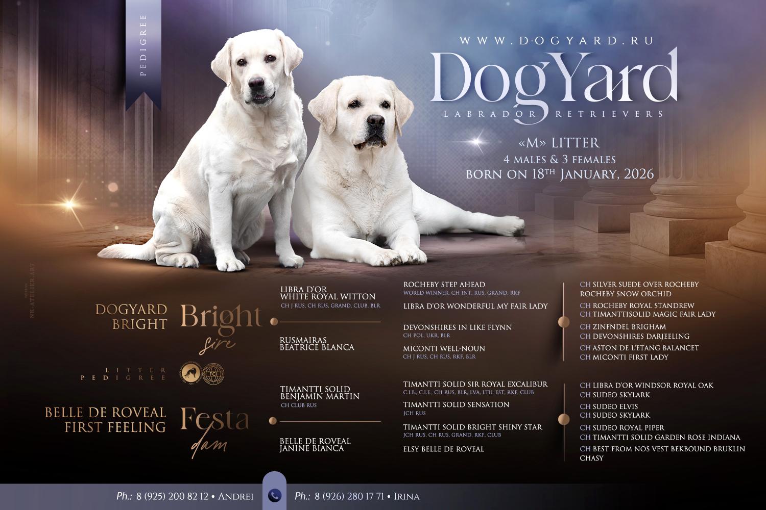 labrador-retriver-buy-puppy-from-kennel