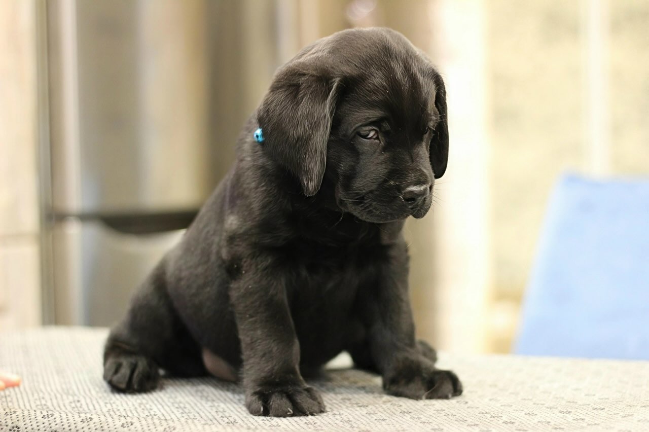labrador-retriver-kupit-shchenka