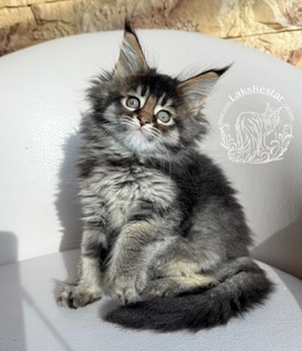 lakshestar-pitomnik-mejn-kunov-prodaga-kotenka