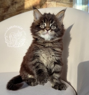 lakshestar-pitomnik-mejn-kunov-prodaga-kotjat