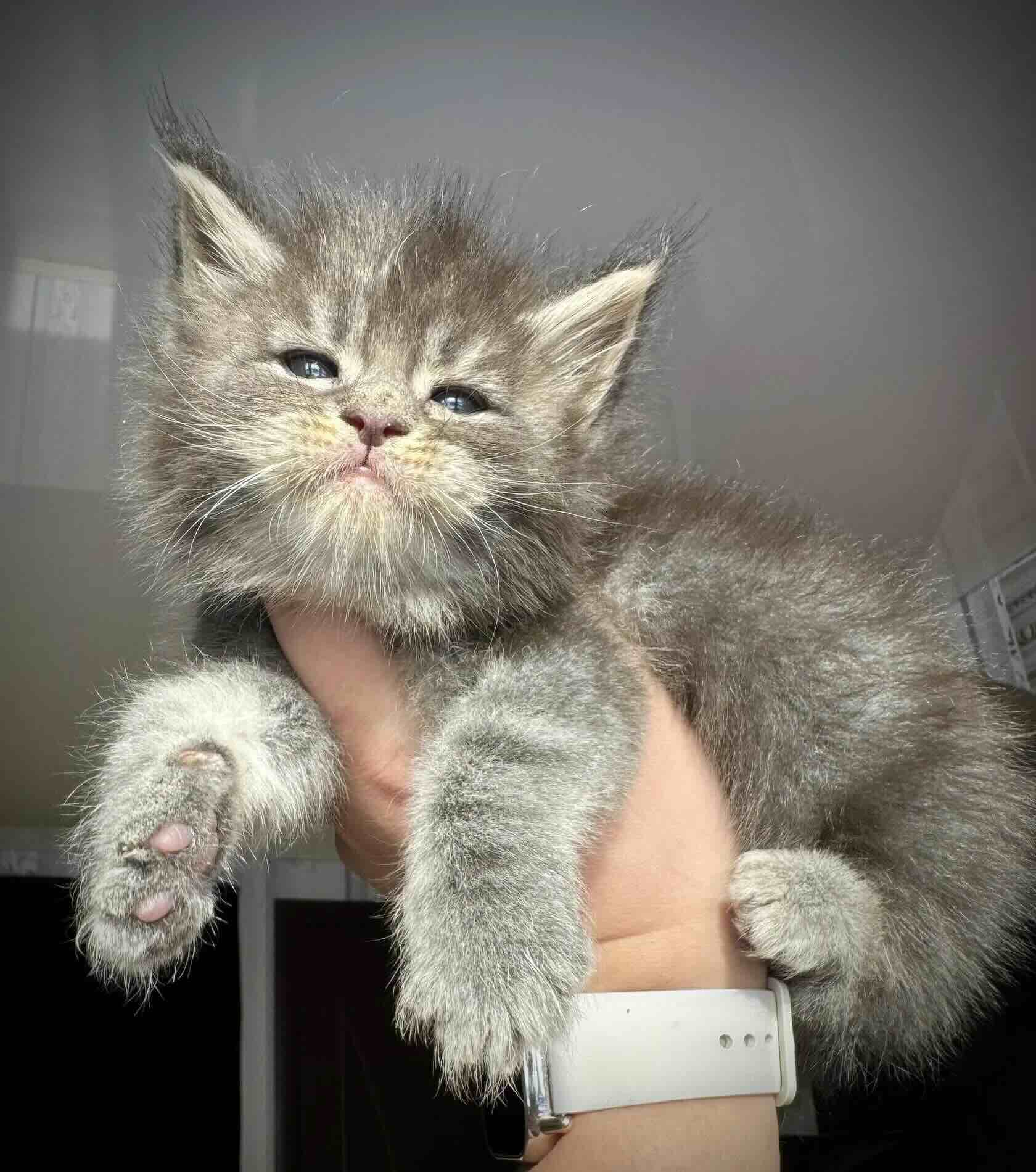 main-coon-buy-kitten-from-kennel