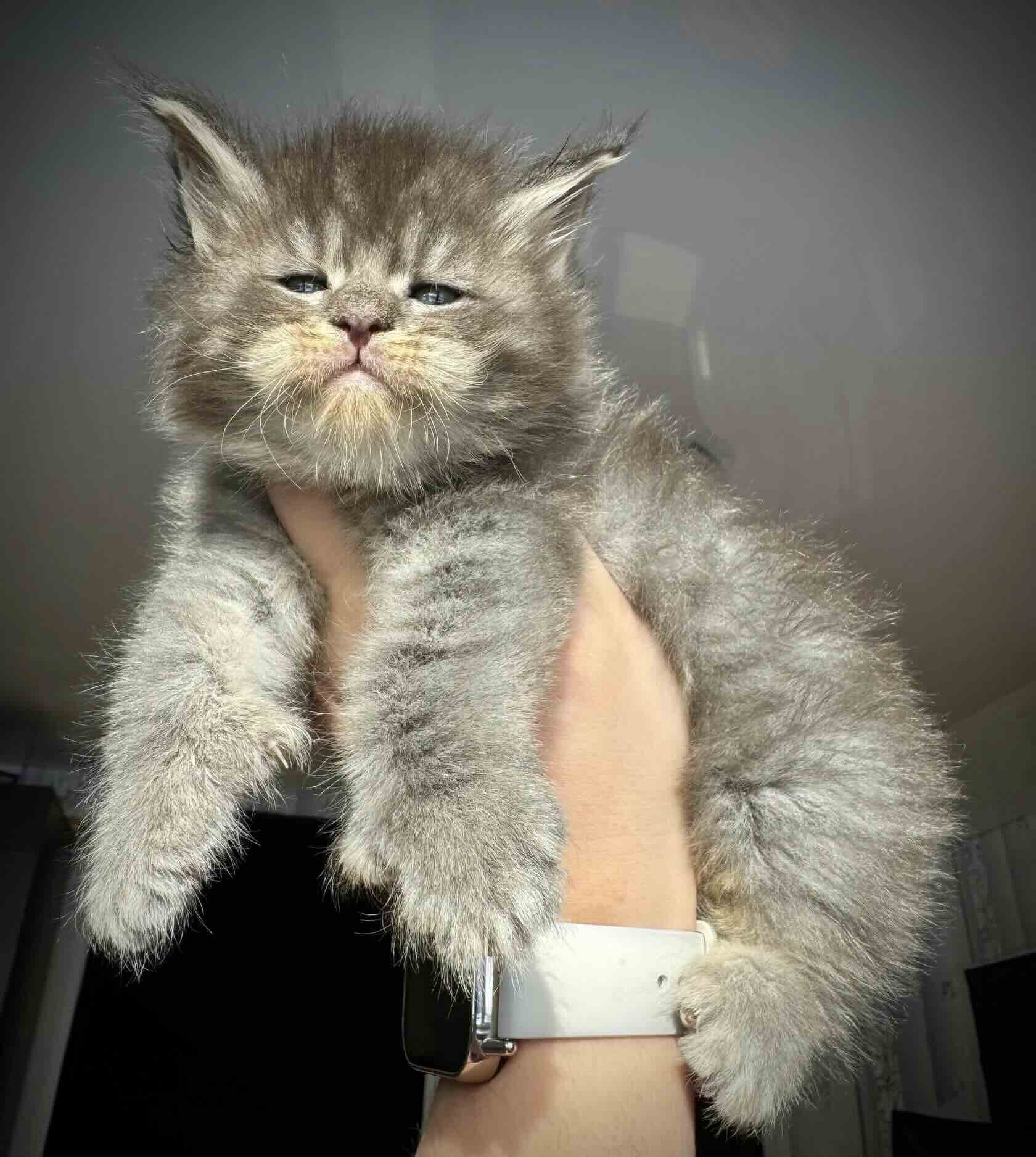 main-coon-buy-kitten-iz-pitomnika