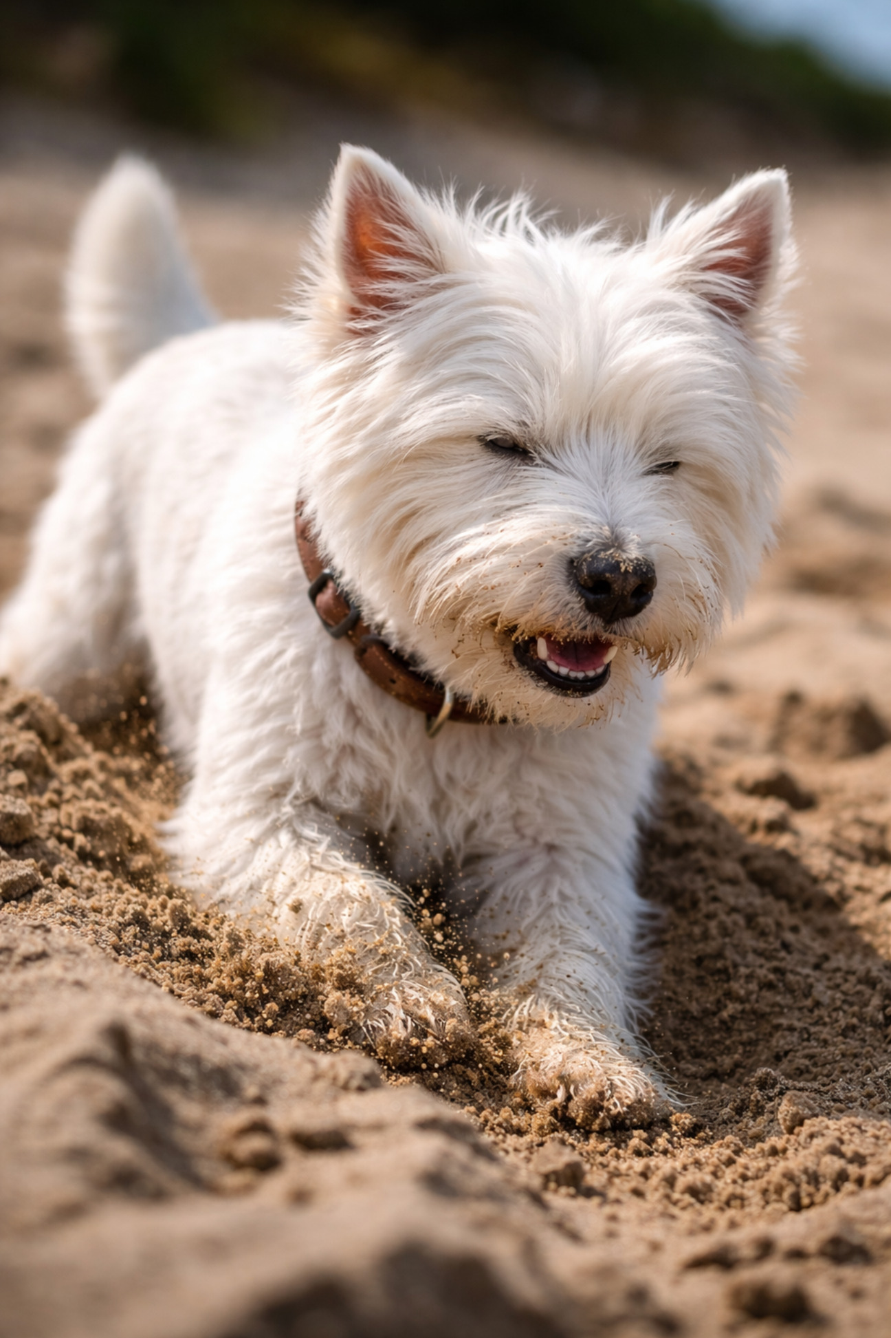 malenkaya-belaya-sobaka-vest-haylend-foto