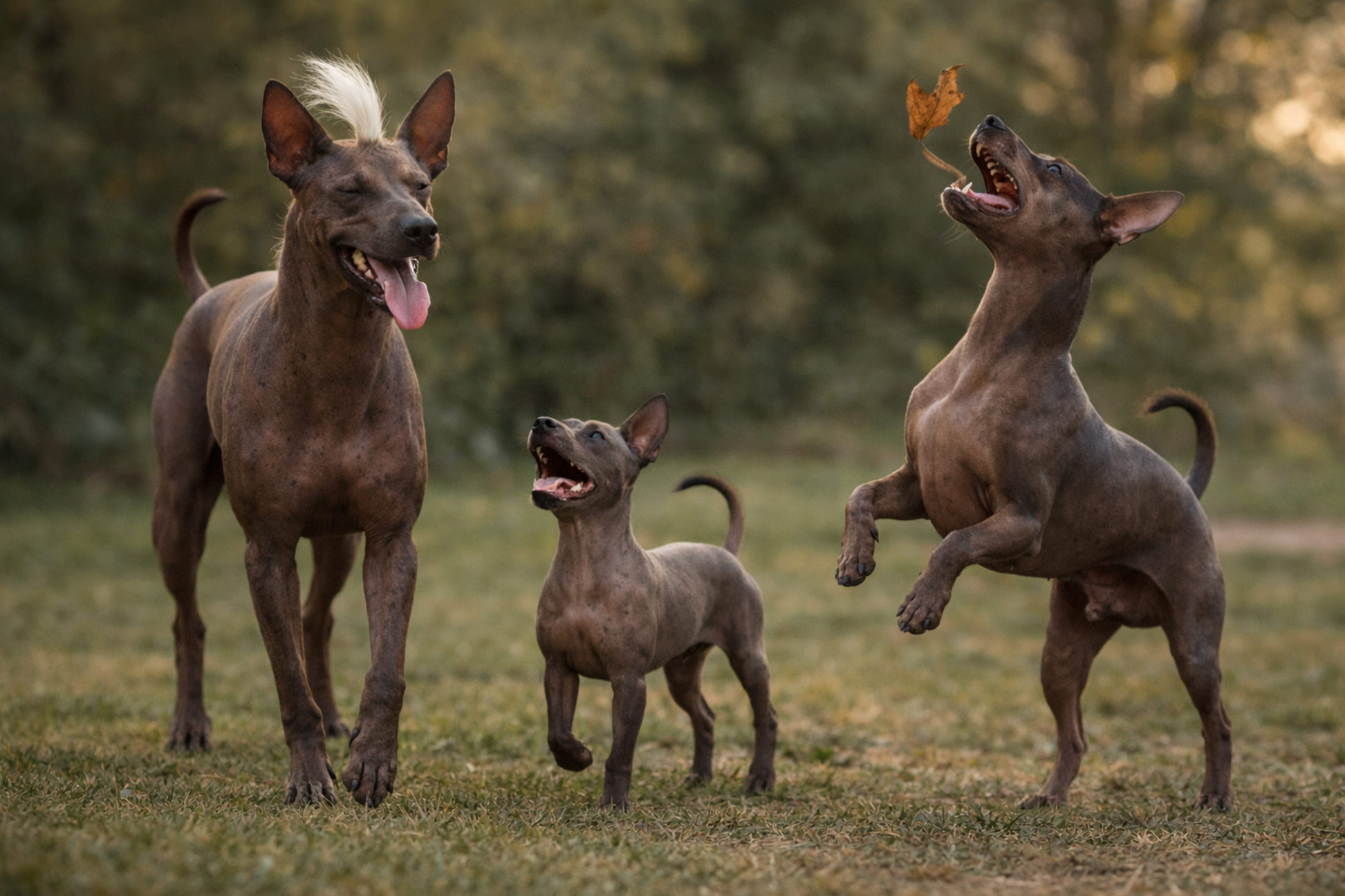 meksikanskaya-golaya-ksoloitskuintli-foto-opisanie-vidy-krupniy-sredniy-mini