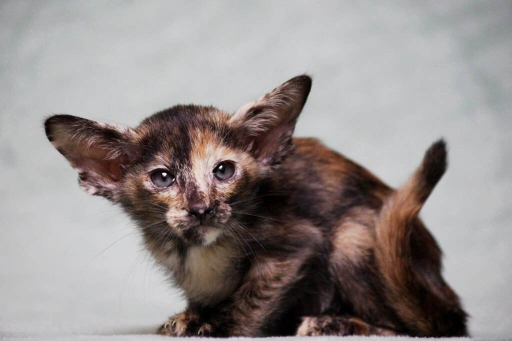 mirrorfsoul-pitomnik-orientalnih-koshek-prodaga-koshek