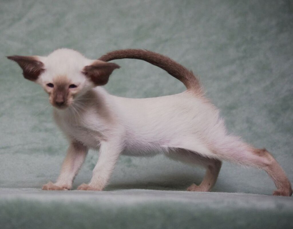 mirrorfsoul-pitomnik-orientalnih-koshek-prodaga-kotenka