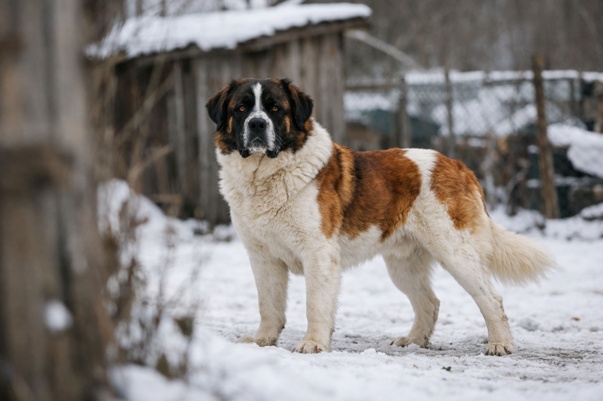 moskovskaya-storozhevaya-sobaka-foto-okras-s-maskoy-standart-porody