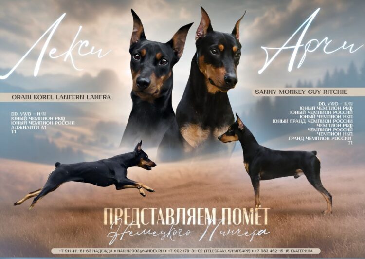 nemetskij-pincher-kupit-shchenka-2026