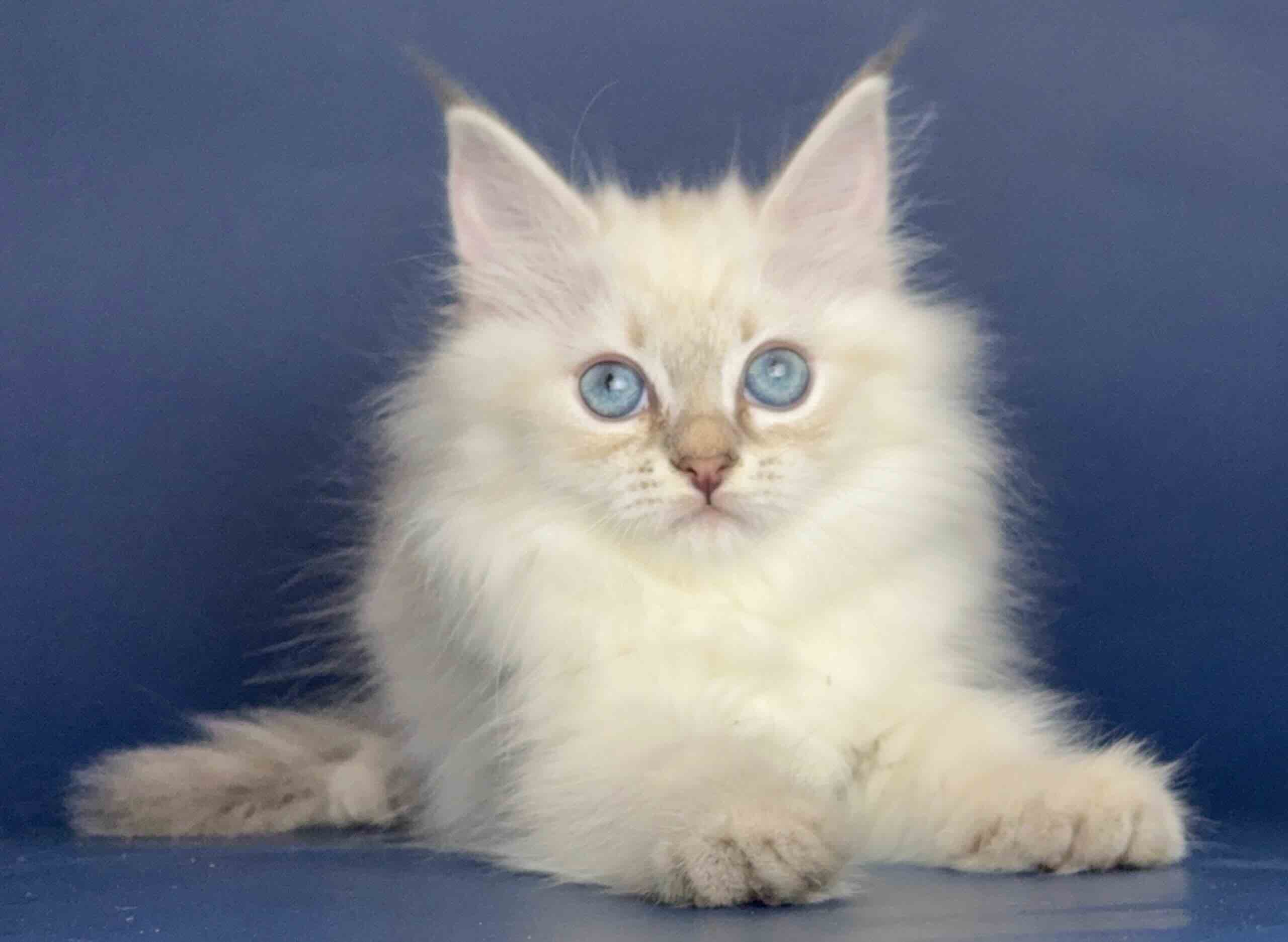 nevskaja-maskaradnaja-koshka-kupit-kotenka