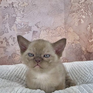 okler-pitomnik-burmanskih-koshek-prodaga-kota