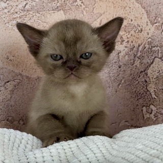 okler-pitomnik-burmanskih-koshek-prodaga-kotenka