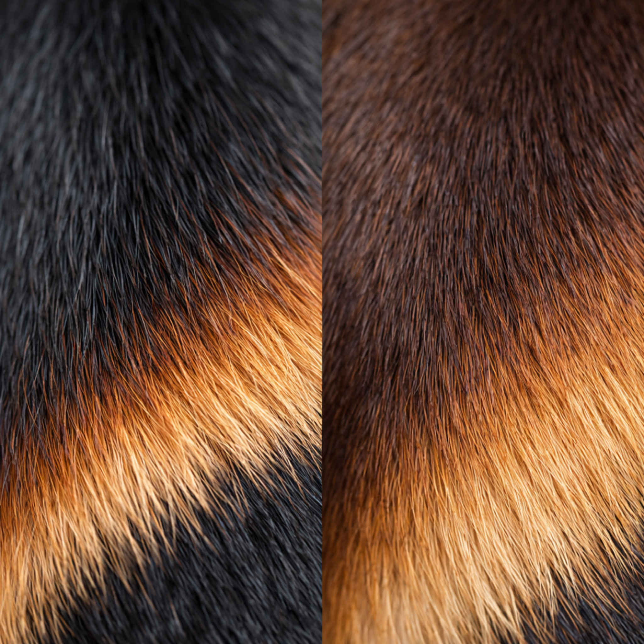 okras-russkiy-toy-terer-prazhskiy-krysarik-foto-2026