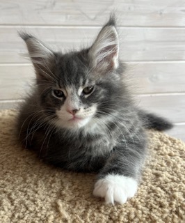 perfect-hunter-pitomnik-mejn-kunov-kupit-kota-3