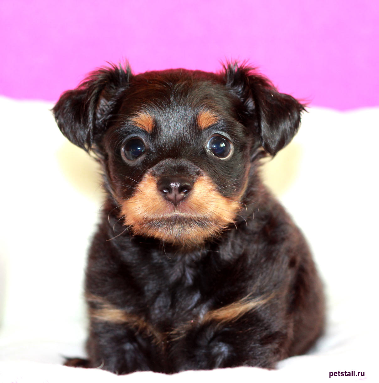 pet-style-pitomnik-toj-tererov-kupit-shhenkov