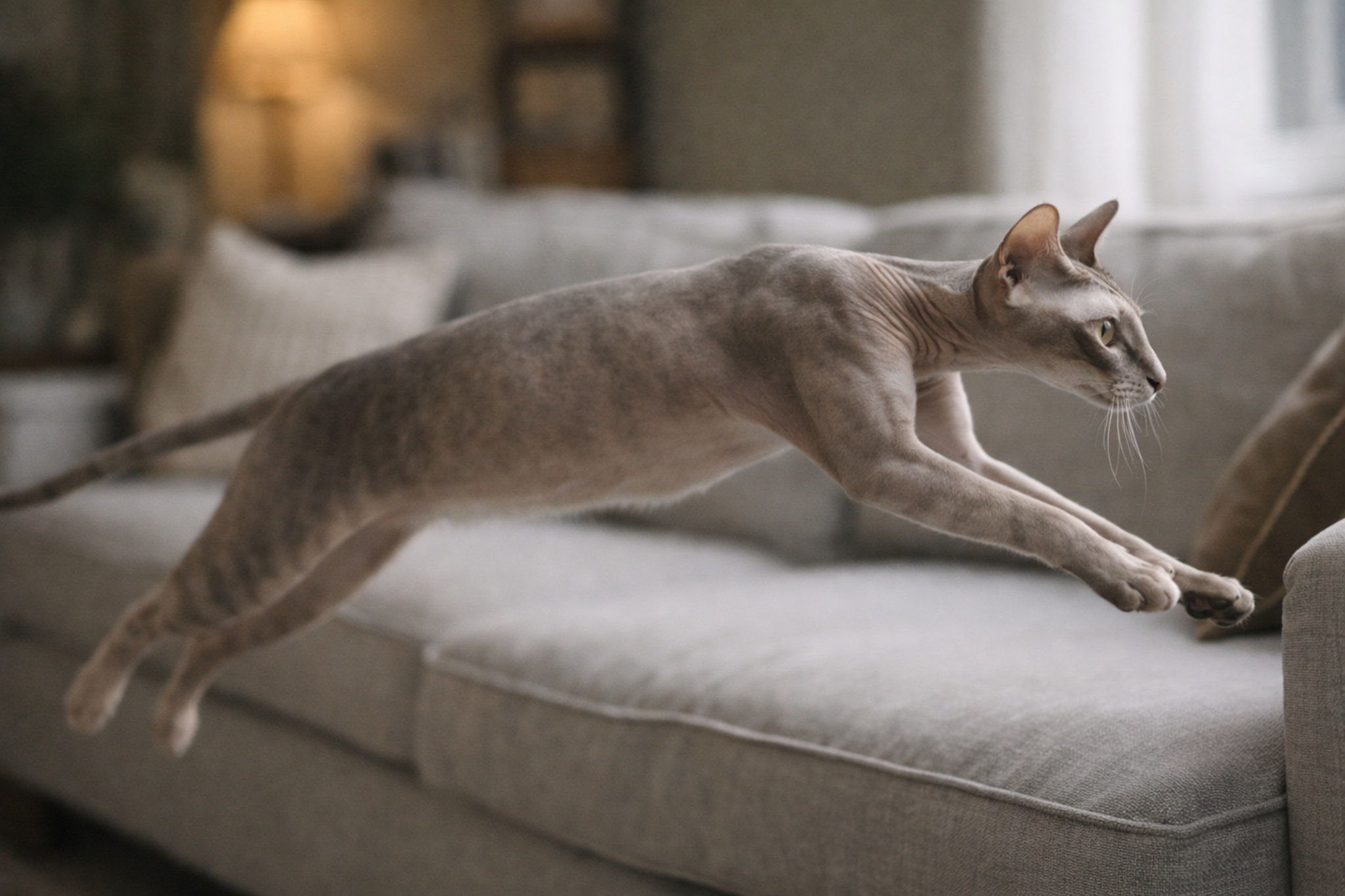 peterbold-golaya-koshka-opisanie-foto-poroda