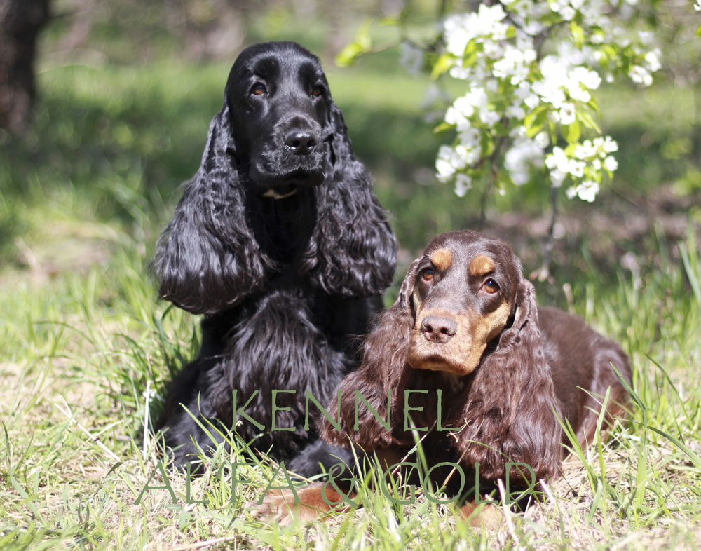 pitomnik-Alfa-Gold-English-Cocker-Spaniel-kupit-shchenka