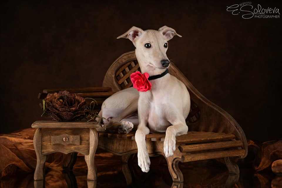 pitomnik-Angelo-Celeste-levretka-kupit-shchenka