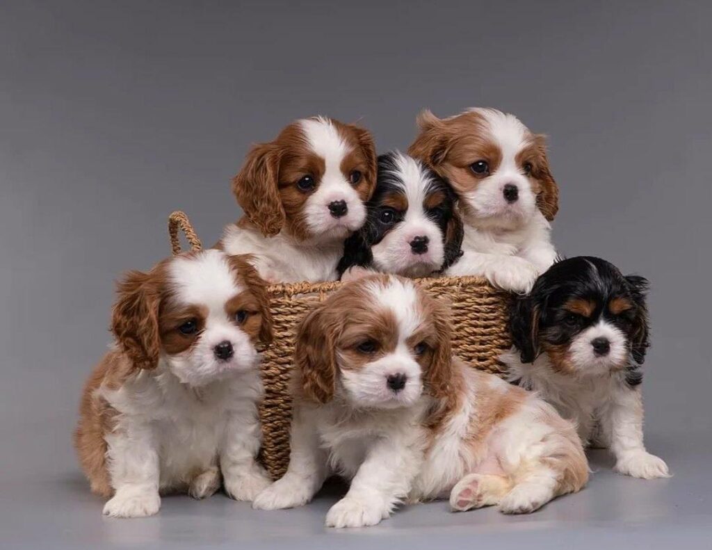 pitomnik-Narnia-Wonders-Cavalier-King-Charles-Spaniel-prodazha-shchenka