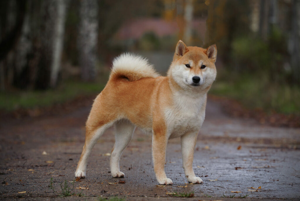 pitomnik-TERUKO-TAMASHI-siba-inu-prodazha-shchenka