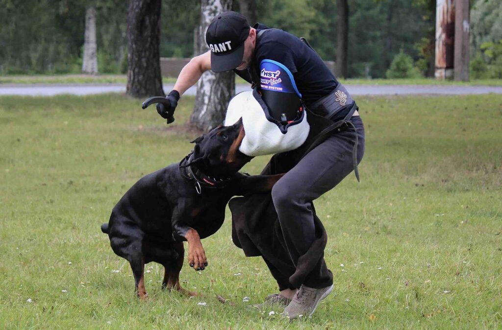 pitomnik-eria-pro-doberman-prodazha-shchenka