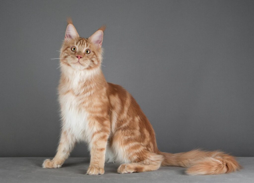 pitomnik-mojay-luchs-main-coon-kupit-kotenka