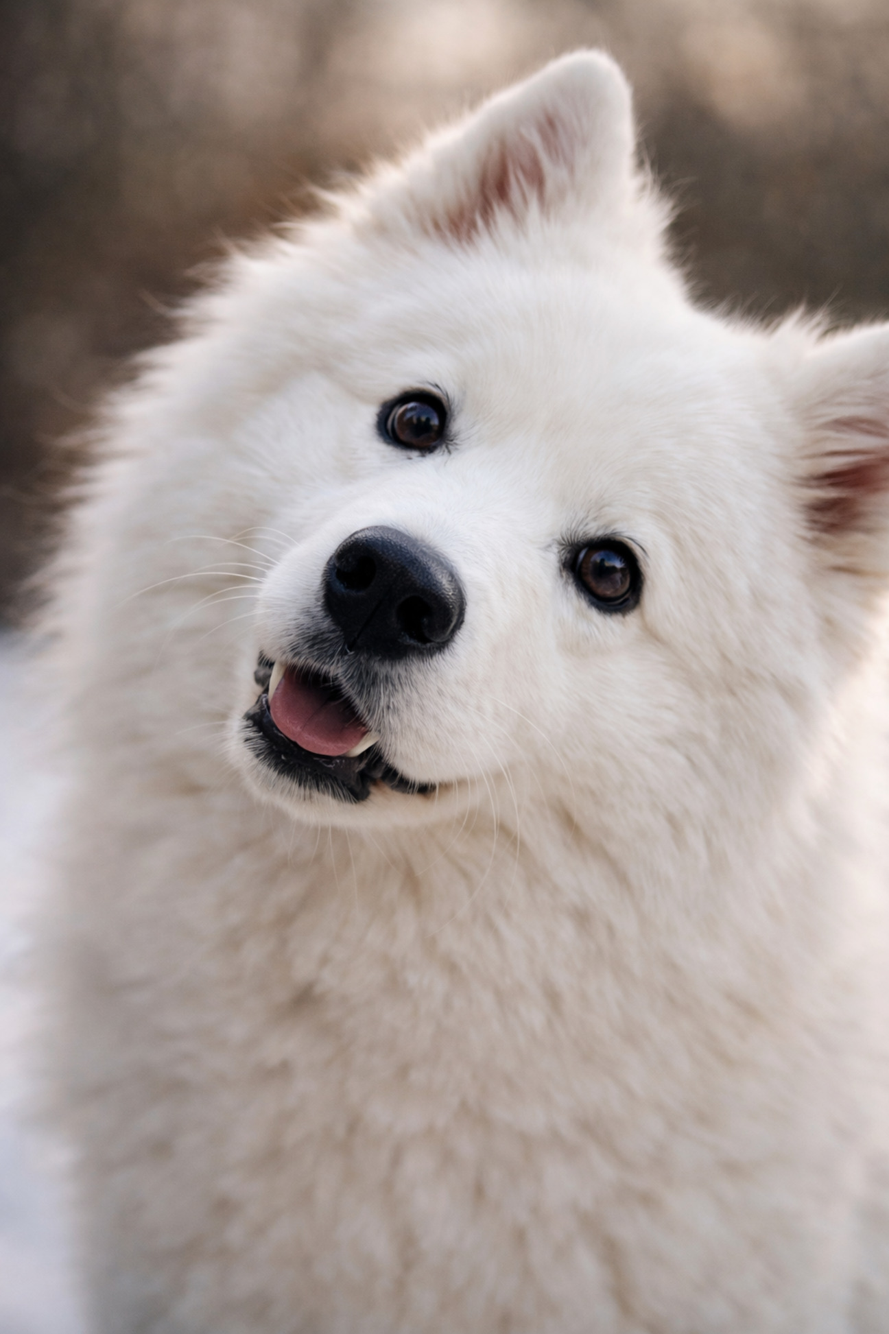 pochemu-sobaki-belye-ne-albinosy-foto